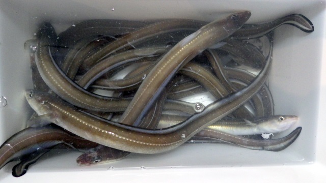 うまいぞ アナゴく ん 前編 うどん県のおさかな情報 うまいぞ アナゴく ん 前編 うどん県のおさかな情報