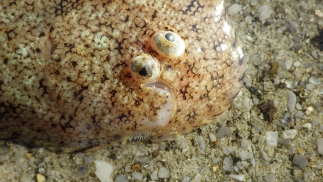 11ササウシノシタ顔.jpg