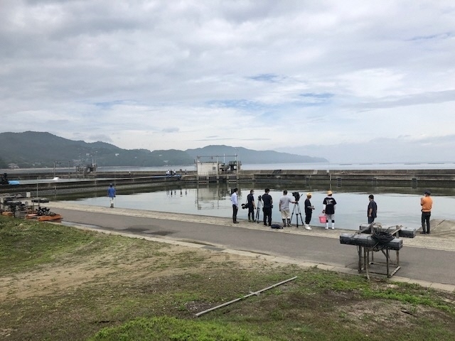 1サワラ稚魚放流の朝.jpg