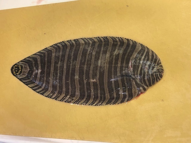 1シマウシノシタ.jpg