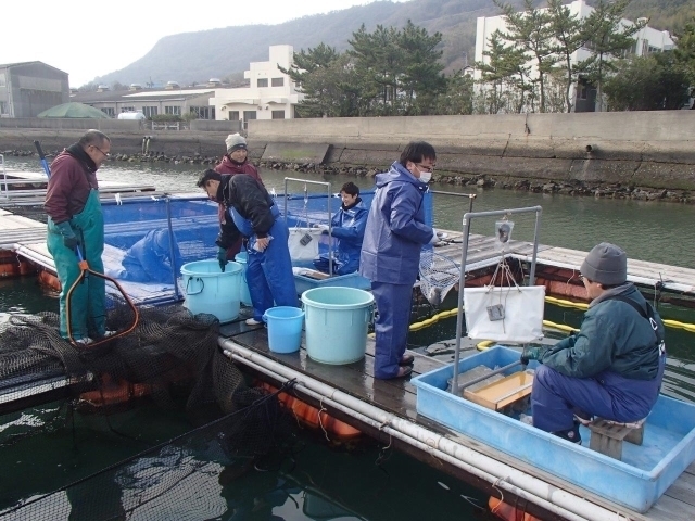1生簀で作業.jpg