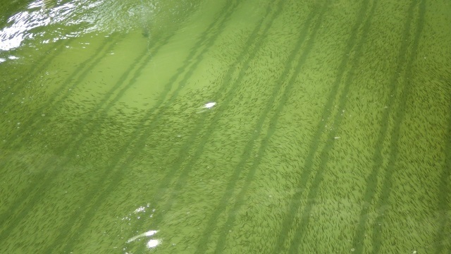 2サワラ稚魚.jpg