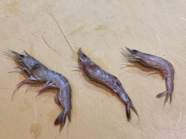 2小エビ3種.jpg