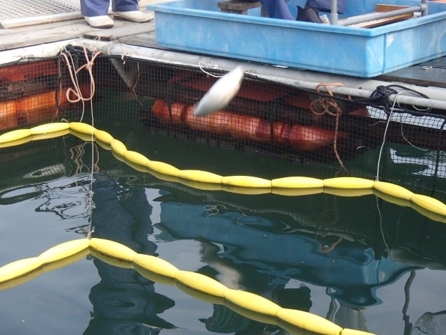 2測定後は池に戻されます.jpg