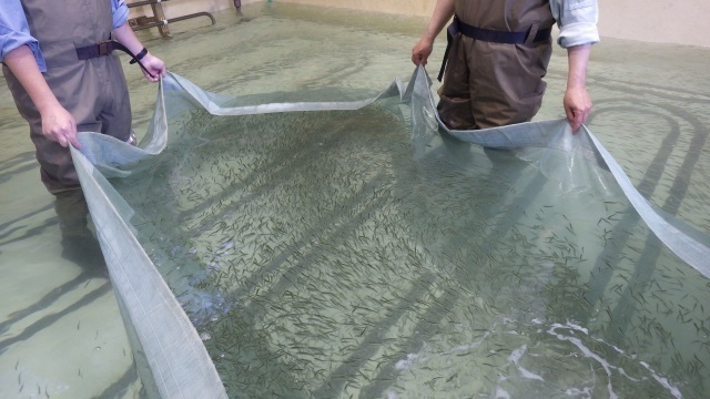 3サワラ稚魚2.jpg