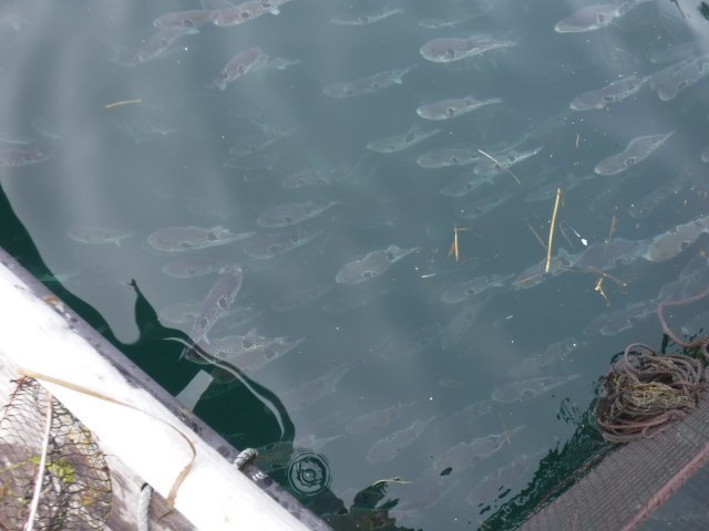 トラフグ養殖体験 うどん県のおさかな情報