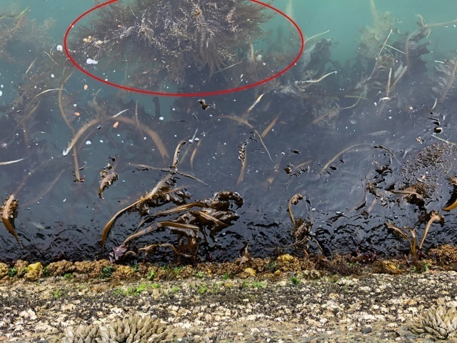 3防波堤のワカメ.jpg