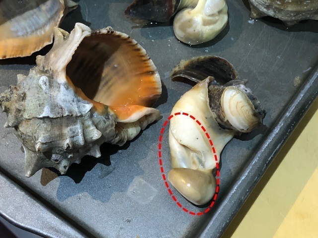 4アカニシ出た.jpg