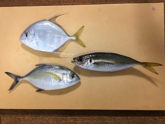 4アジ3種.jpg
