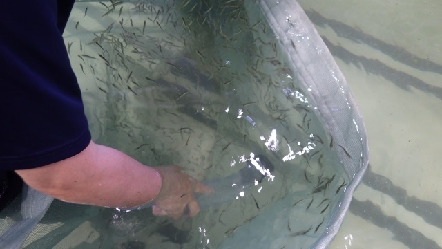 4サワラ稚魚をホースで吸う.jpg