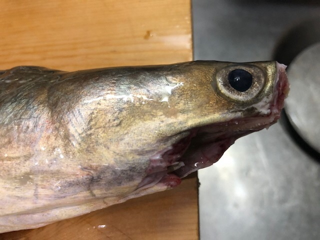 4ハモ危険部位除去.jpg