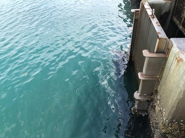 5水門から出るサワラ稚魚.jpg