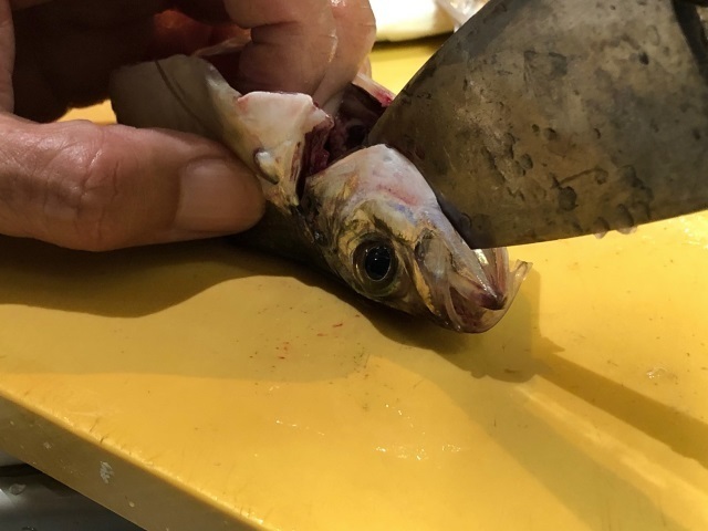 5頭の骨を真っ二つに.jpg