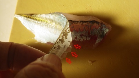 7マアジの腹側の皮に身が残る.jpg