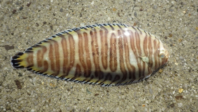 8セトウシノシタ.jpg