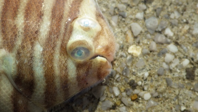 9セトウシノシタ顔.jpg
