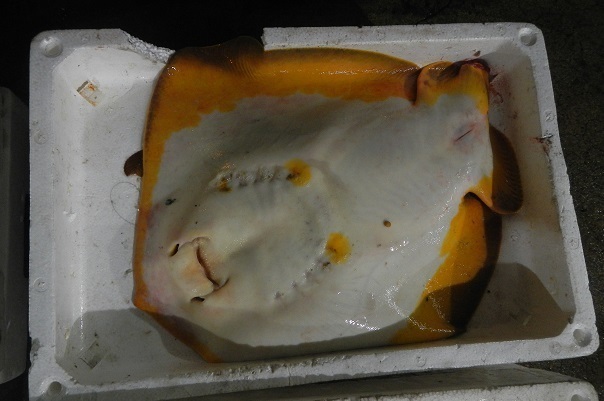 DSCN4537.jpg