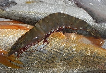DSCN5204.jpg