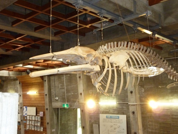 ①ミンククジラ小.jpg