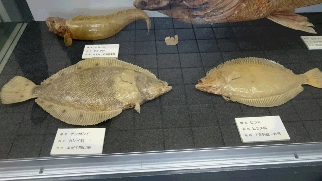 ⑥ヒラメ剥製.jpg