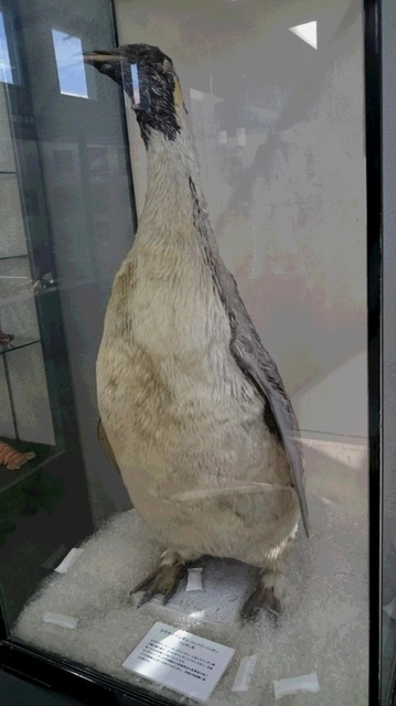 ⑯ペンギン剥製.jpg