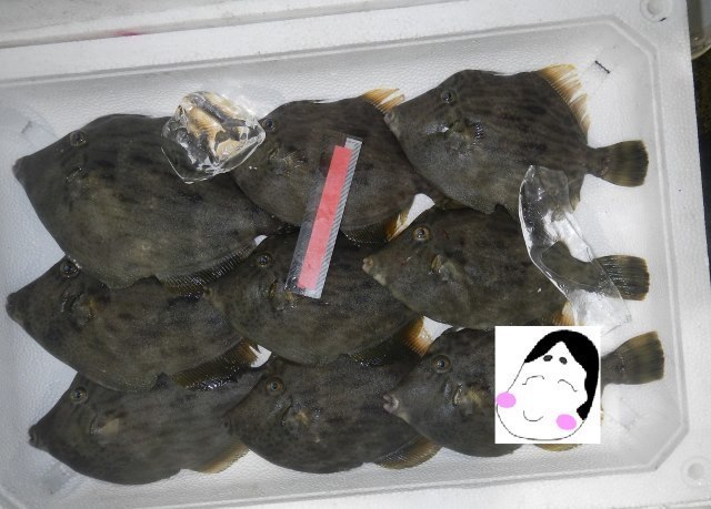 カワハギ.jpg