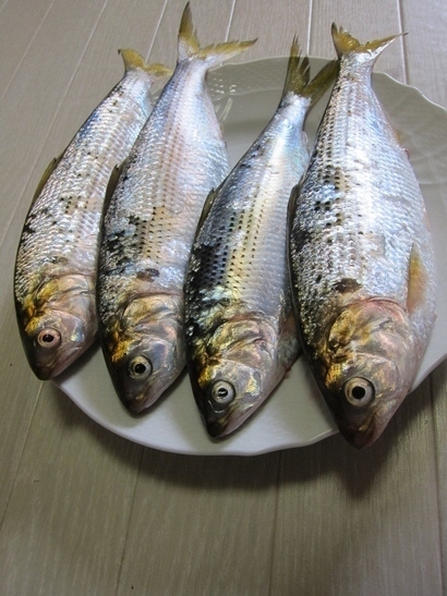 コノシロ1.jpg