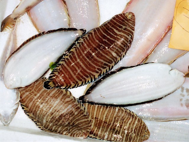 セトウシノシタ(86-2)1.jpg