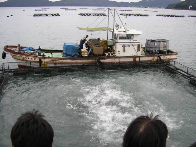 ハマチ餌やり.jpg