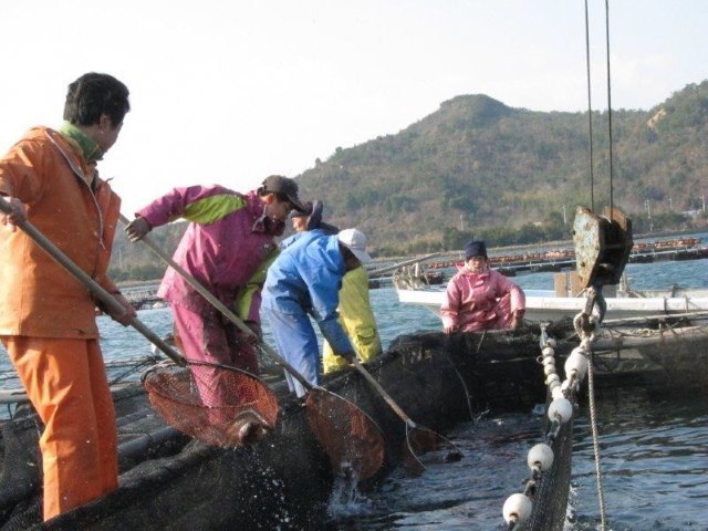 選別作業.jpg