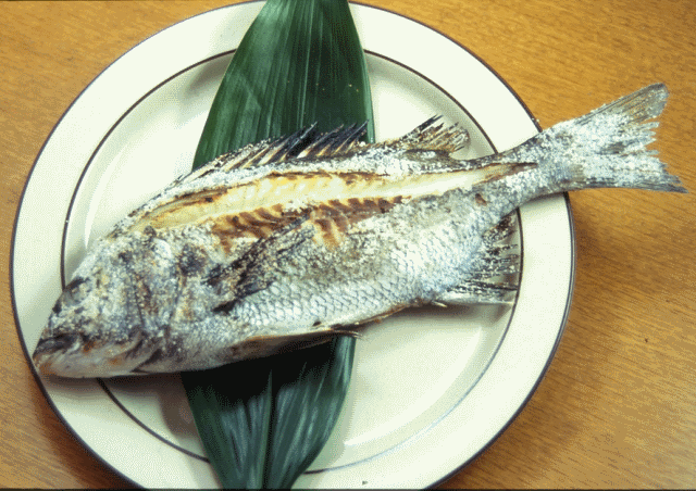 美味しい水産物紹介 クロダイ チヌ うどん県のおさかな情報