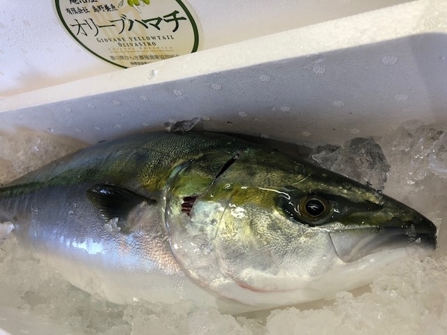 1オリーブハマチ.jpg