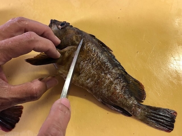 2カサゴを切る.jpg