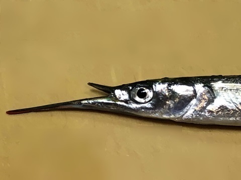 2サヨリのお口.jpg