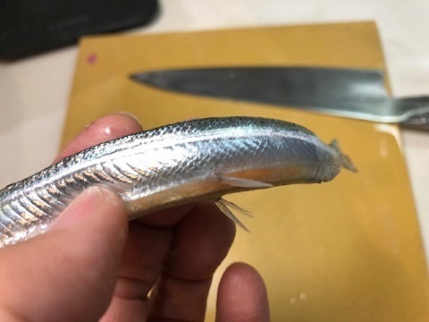 4サヨリ 腹ビレ.jpg