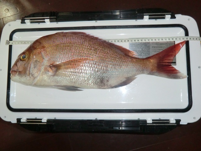 4マダイ54cm.jpg