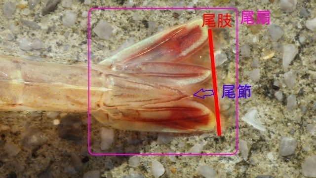 6サルエビ尾扇.jpg