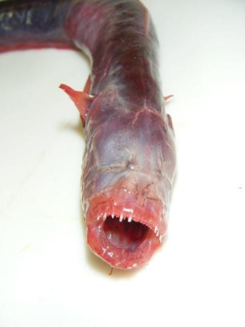 chiwarasubo01.jpg