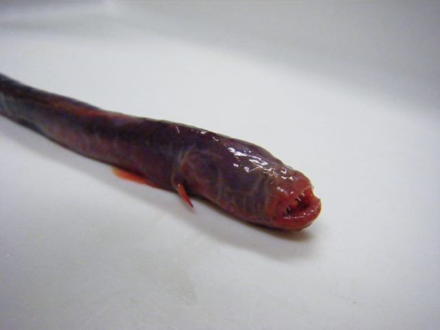 chiwarasubo02.jpg